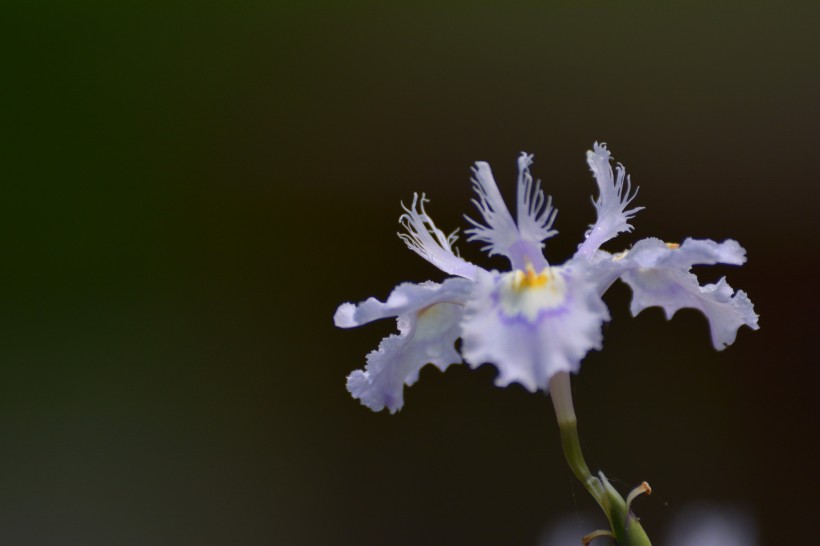 鸢尾花图片