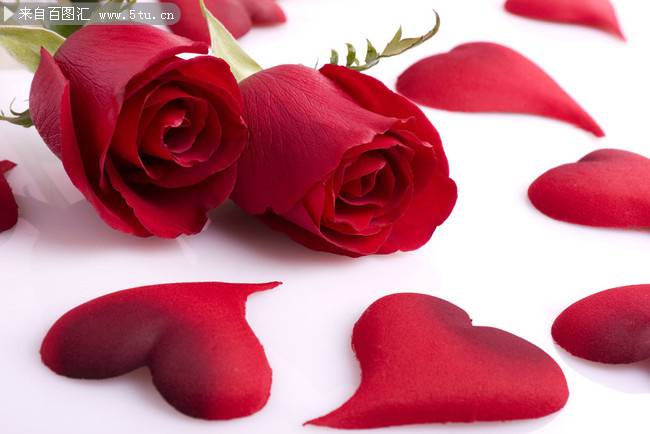 示爱的红玫瑰花高清图片素材