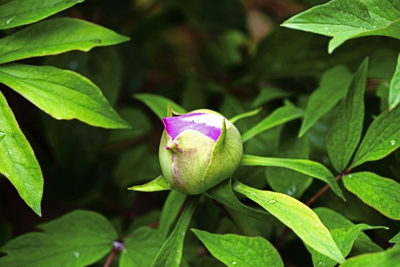 粉色牡丹花圖片