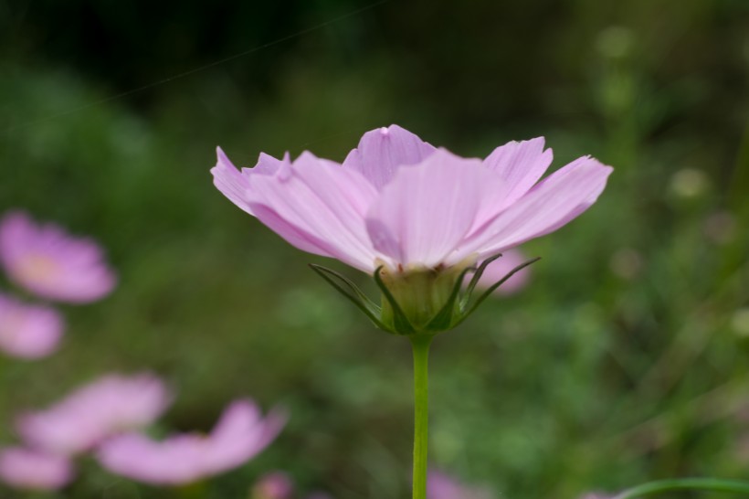 格桑花图片