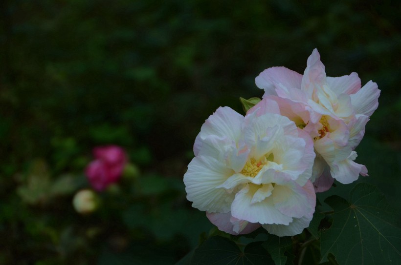 木芙蓉花卉图片