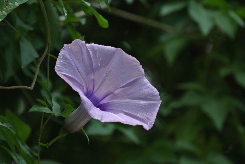 牵牛花图片