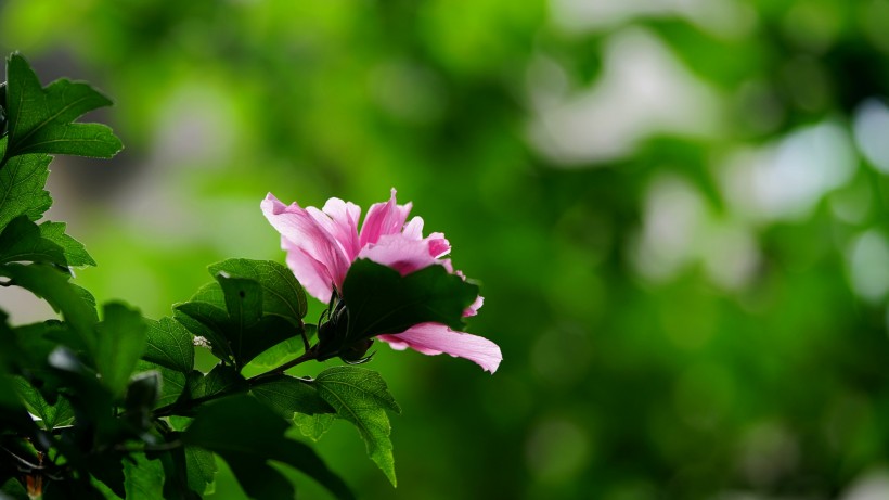 木槿花图片