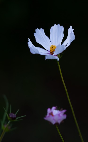 初秋的小花图片