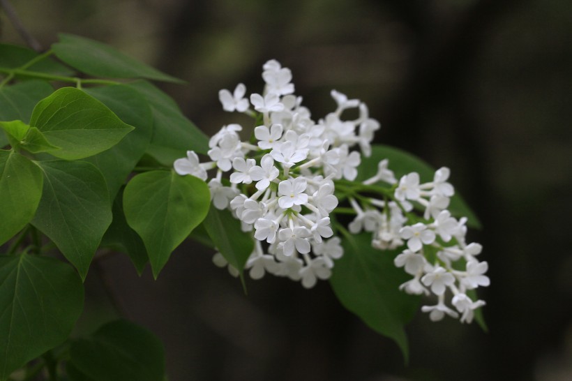 丁香花圖片