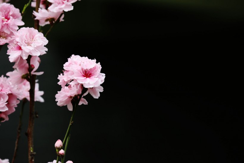 初春桃花图片