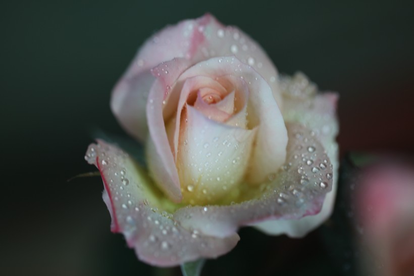 雨后月季花图片