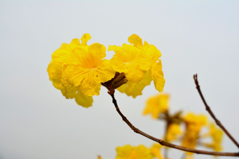 黄花风铃木图片