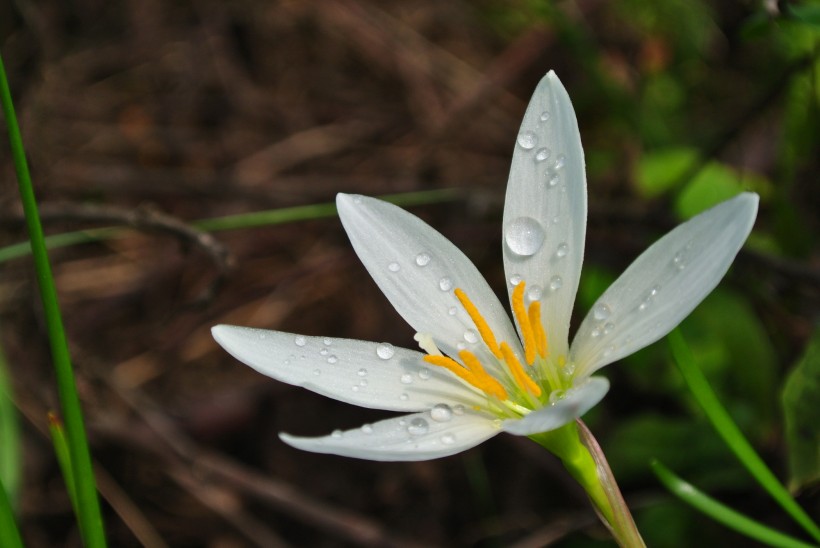 白色水仙花圖片