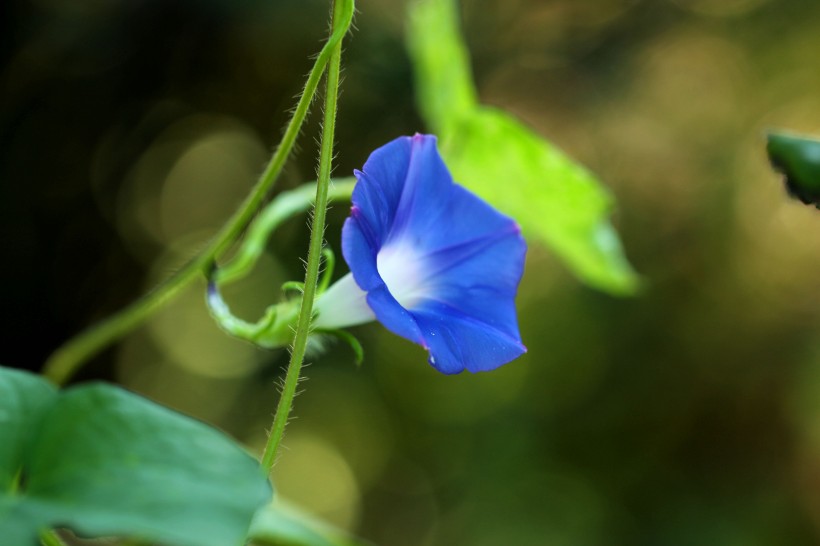 五彩斑斓牵牛花图片