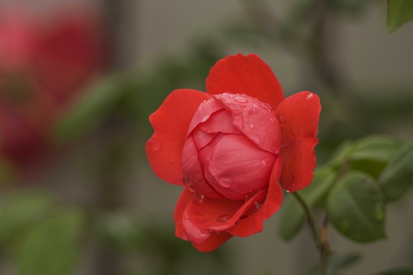 月季花图片