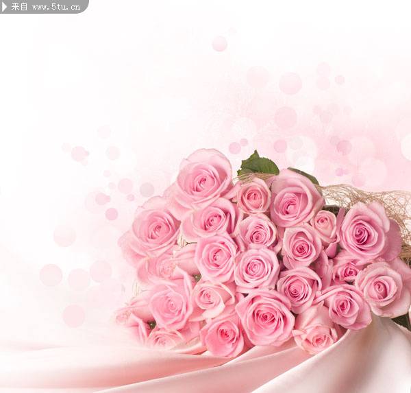粉色玫瑰花的图片高清特写