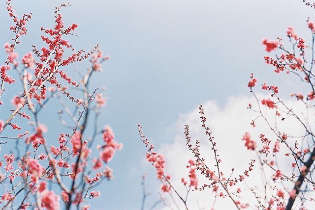 淡淡的唯美樱花图片欣赏