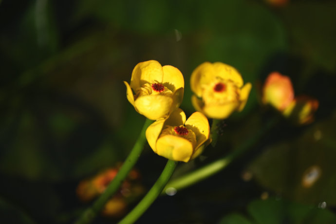 黃金蓮百花爭妍