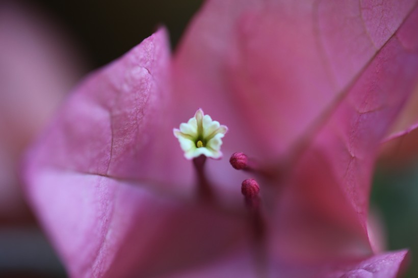 三角梅的花蕊图片