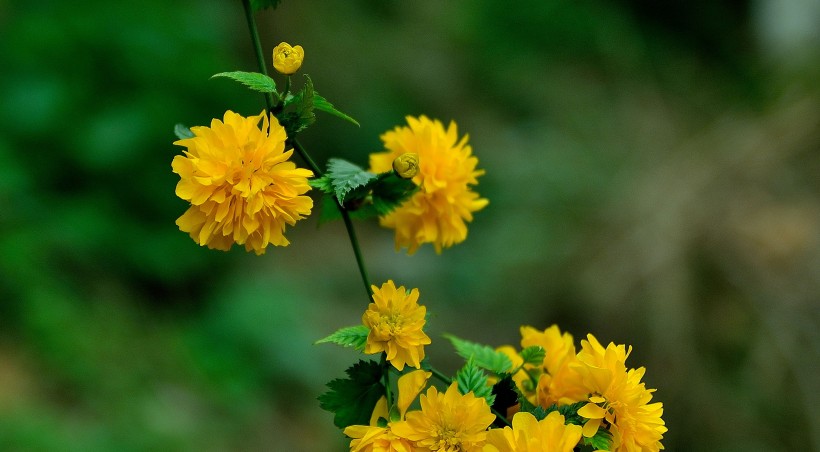 黃色報(bào)春花圖片