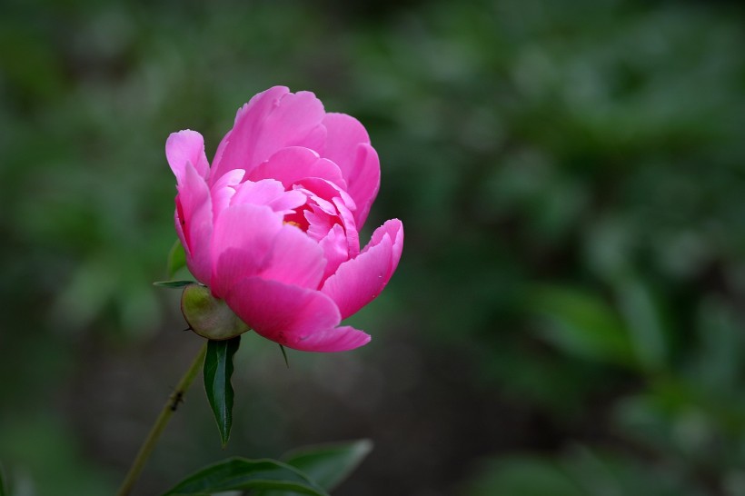 粉嫩芍药花图片