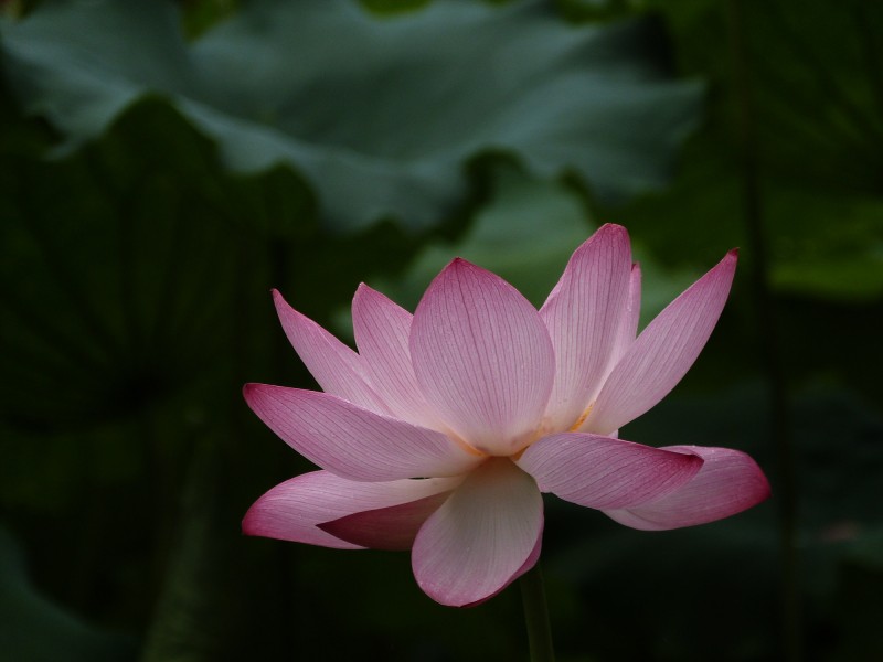 雨中荷花图片