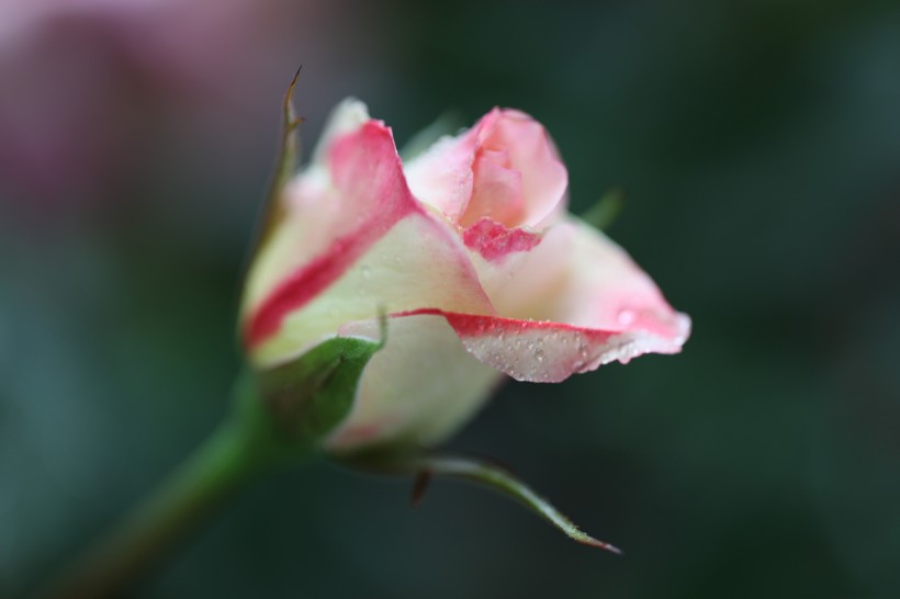 雨后月季花图片