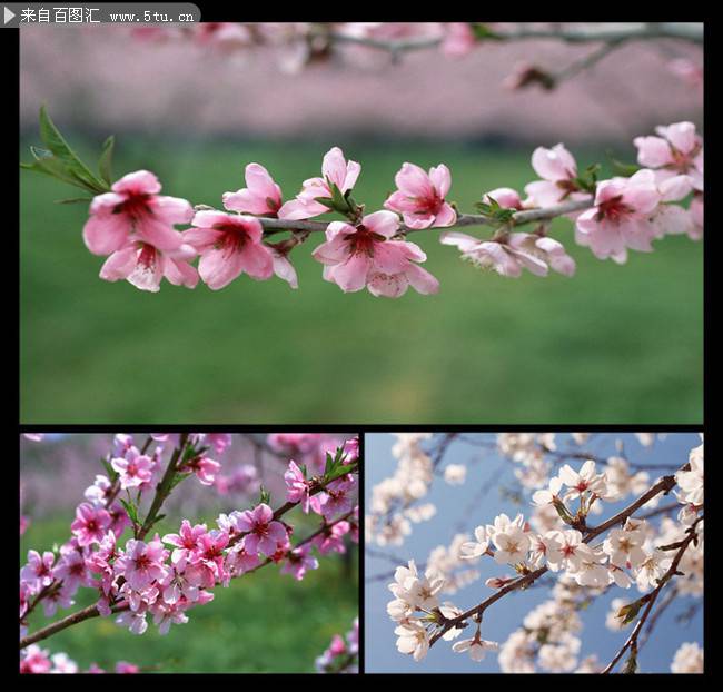 粉色桃花图片摄影特写