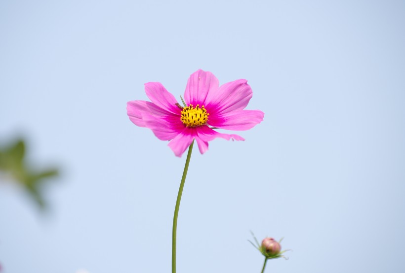 清纯淡雅格桑花图片