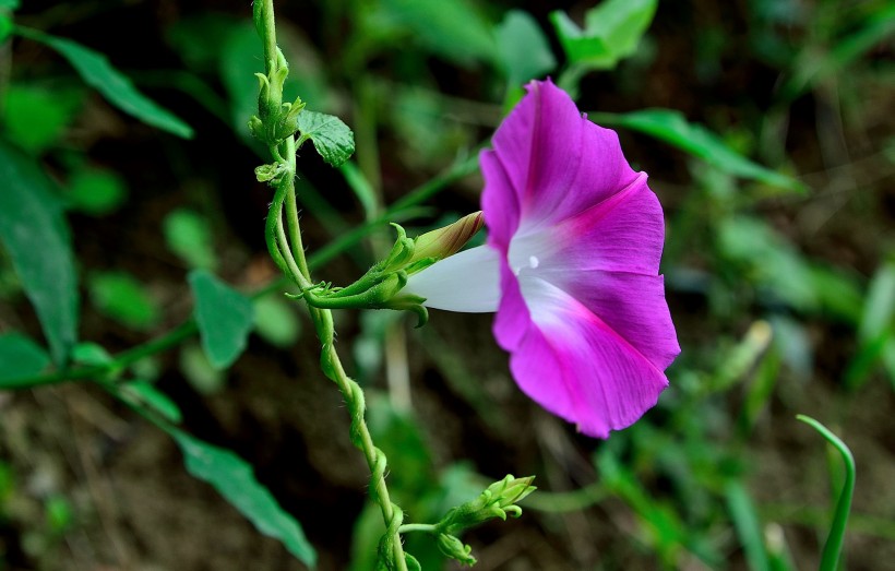 牵牛花图片