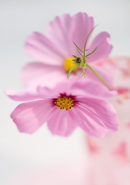 格桑花图片