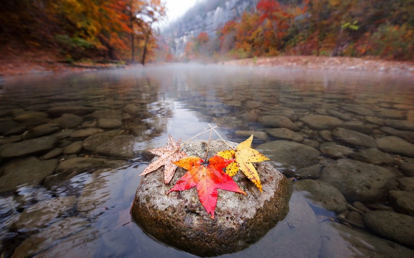 紅色、金黃色的楓葉圖片