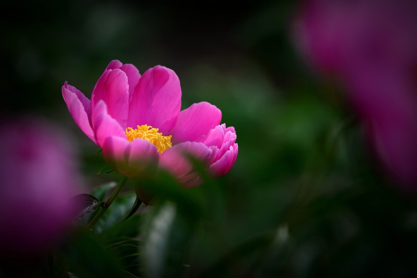 艳丽芍药花图片