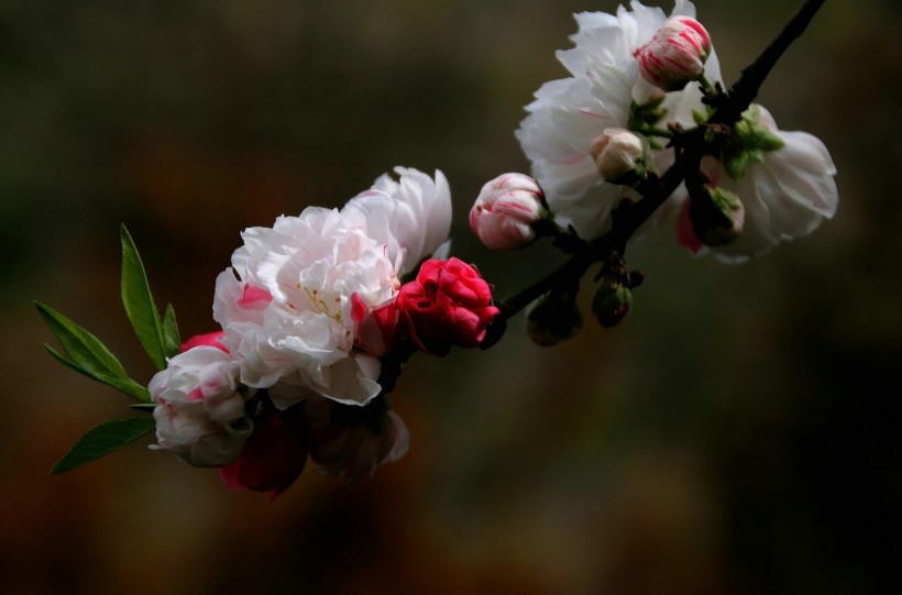 粉面桃花图片