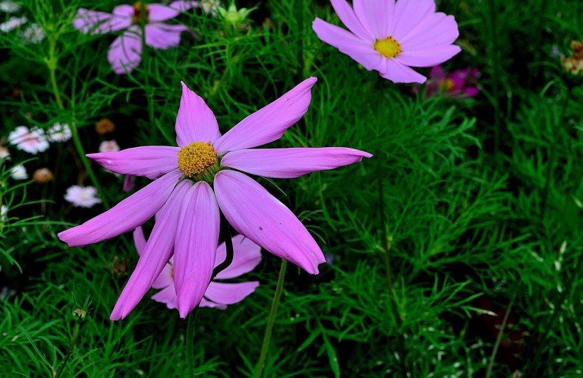 格桑花图片