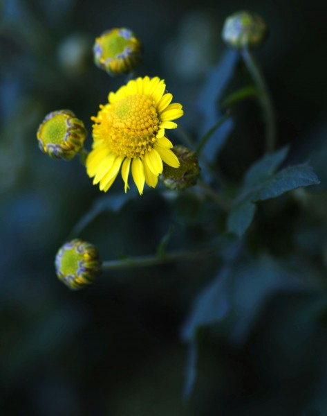 野菊花图片