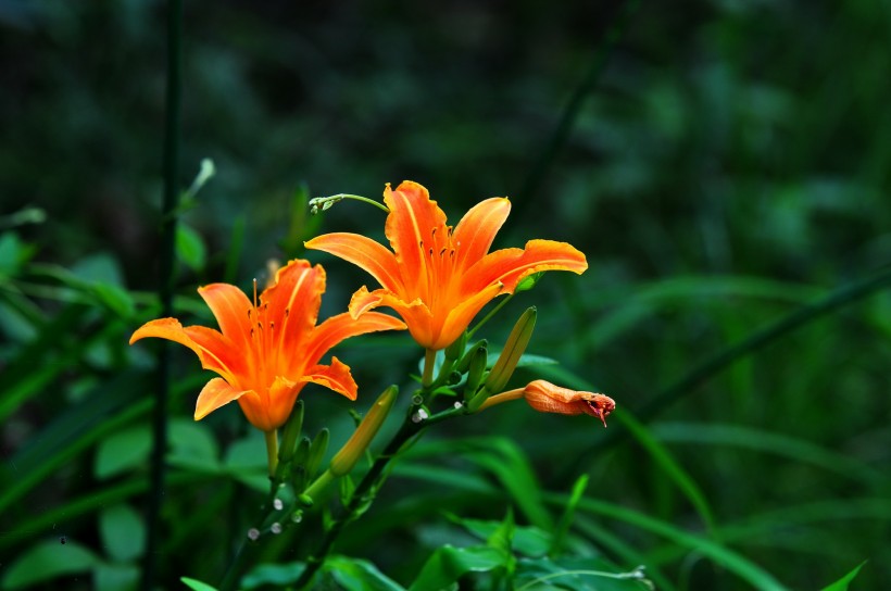 萱草花图片