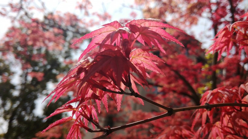 紅色的樹葉圖片