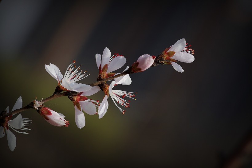 桃花图片