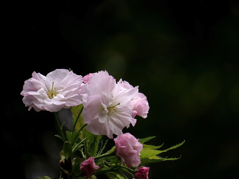 典雅芬芳的櫻花圖片