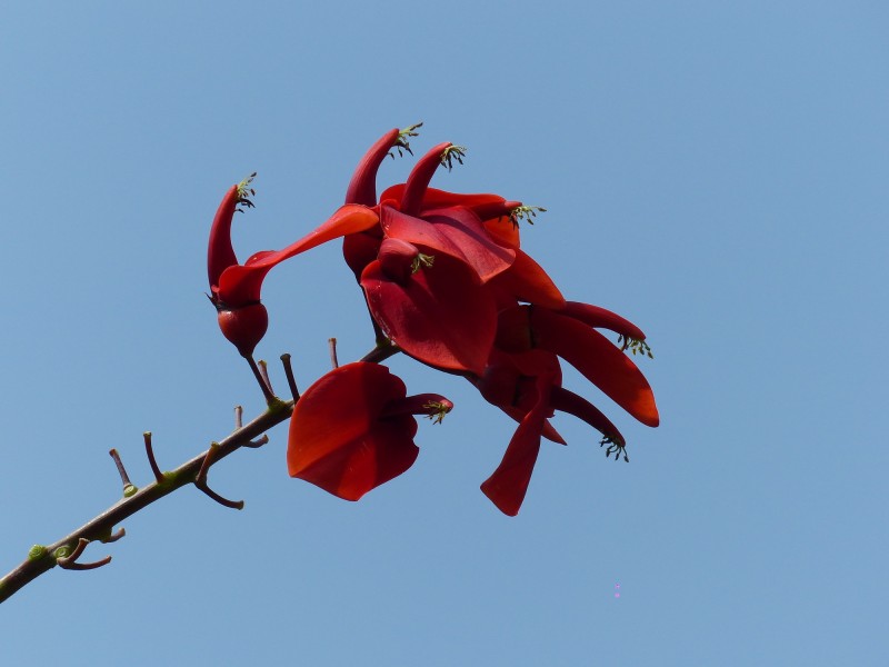 刺桐花圖片