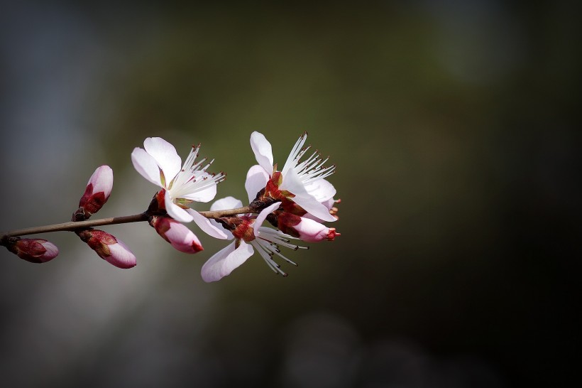 桃花圖片