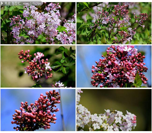 丁香花開滿枝頭圖片