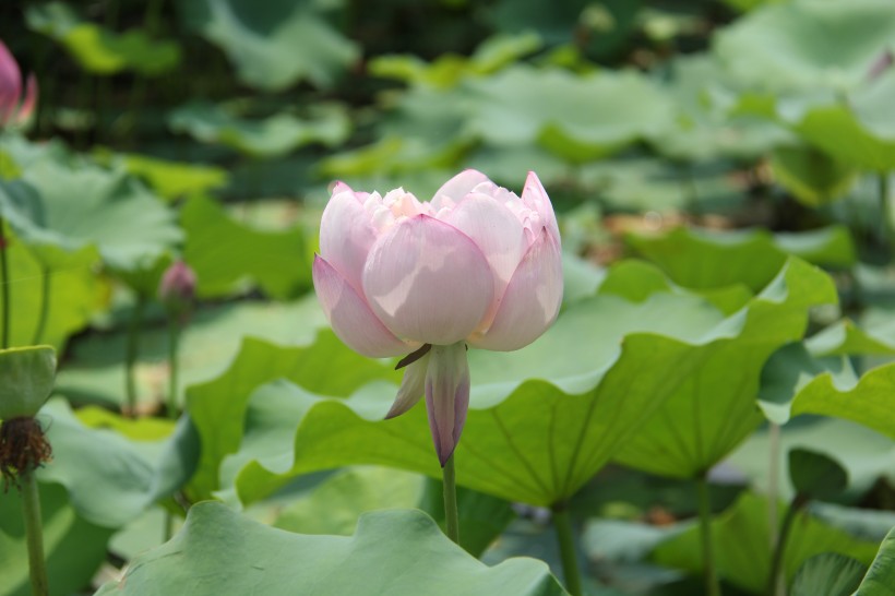 夏日清香荷花图片