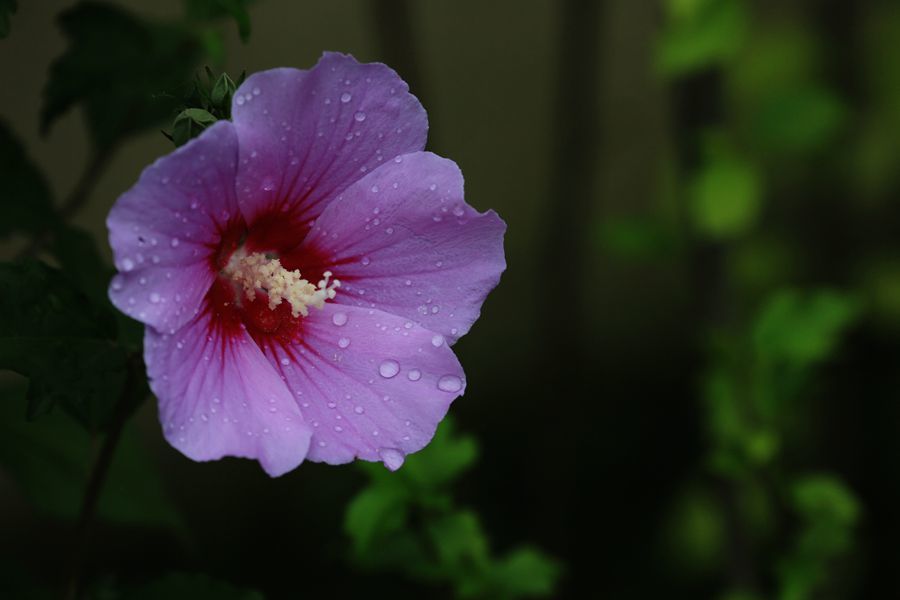 巧遇木槿花