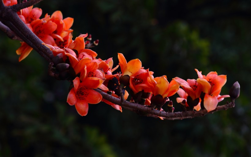 木棉花图片