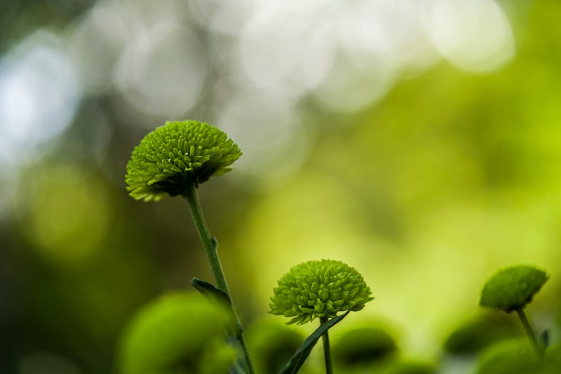 绿菊花图片