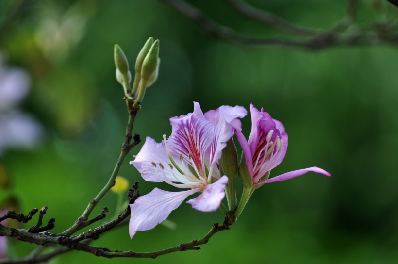 含蓄秀美的紫荊花圖片