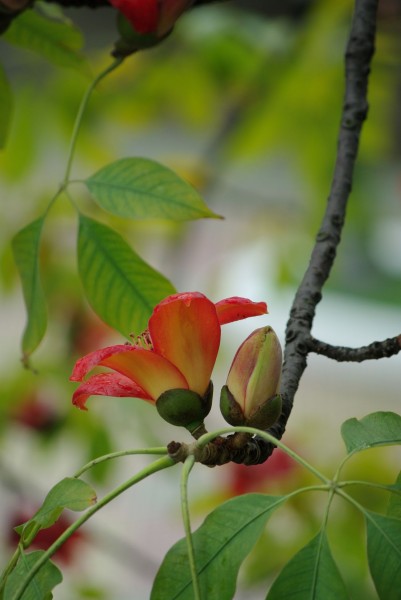 紅火木棉花圖片