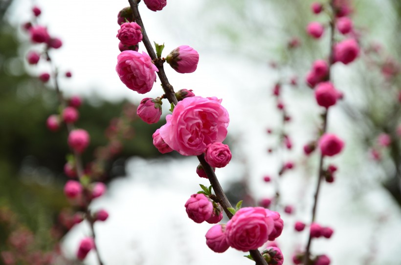 梅花图片