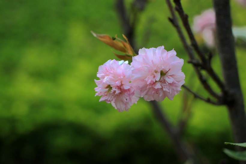 粉色樱花图片