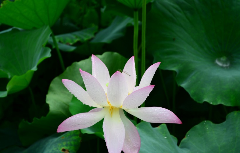 雨后荷花图片