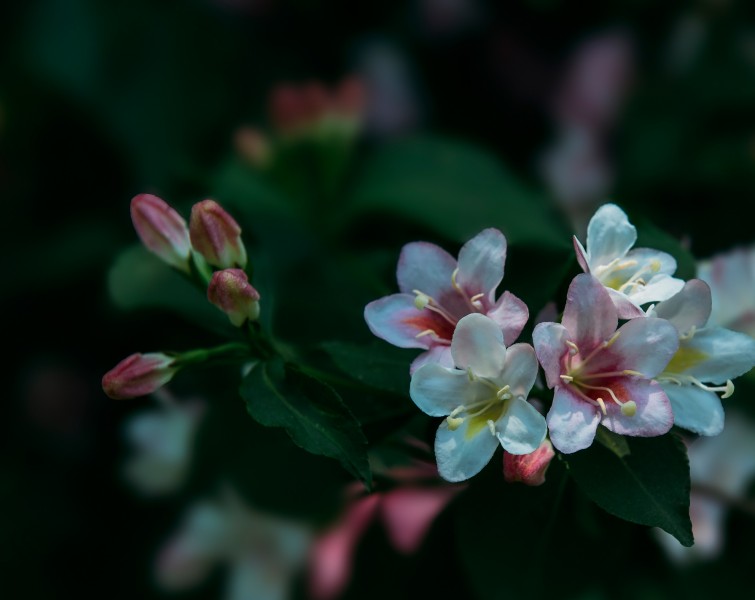 小巧锦带花图片