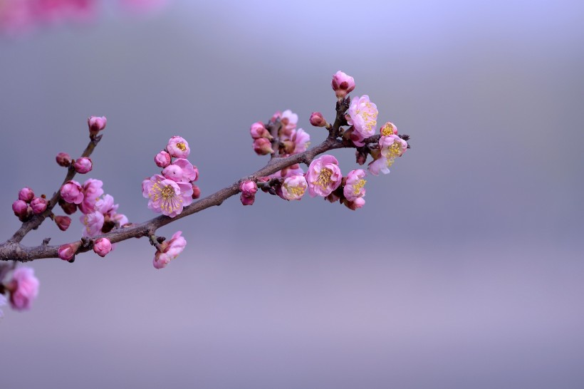 红色梅花图片